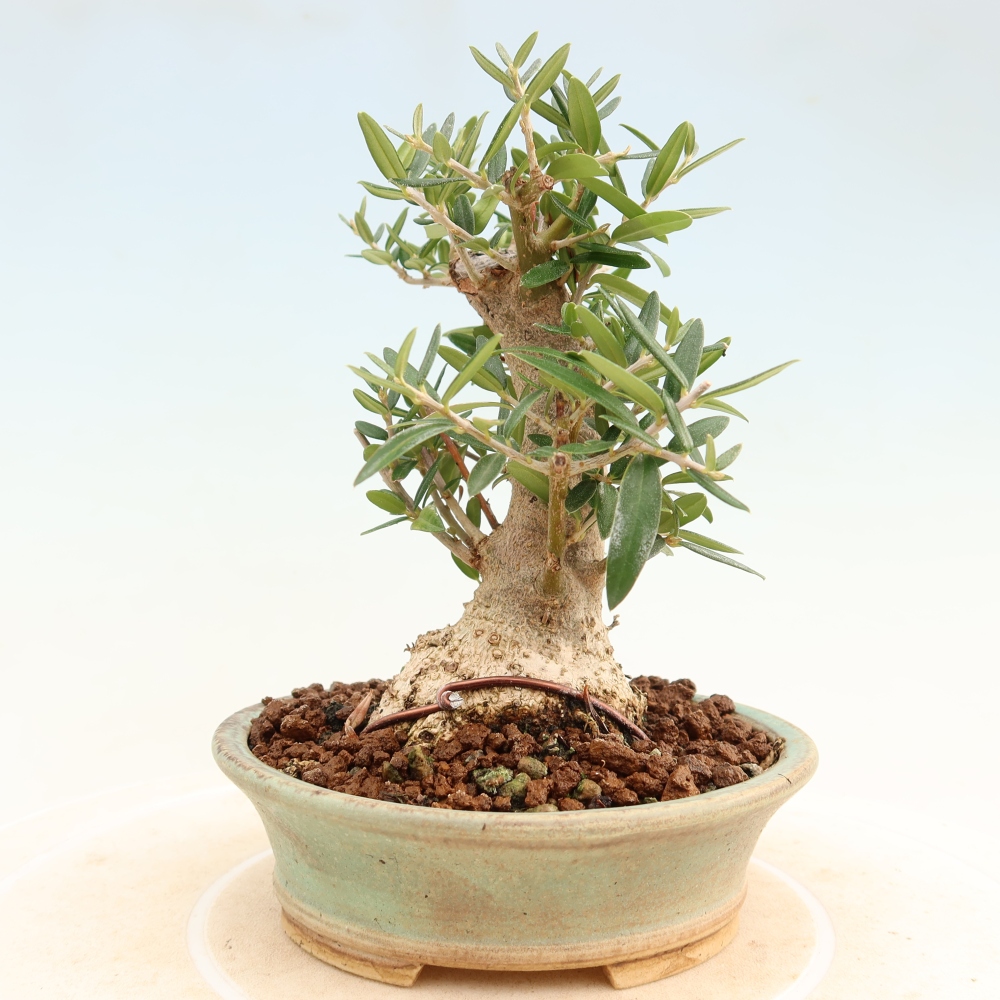 Bonsai voor binnen - Olea europaea sylvestris