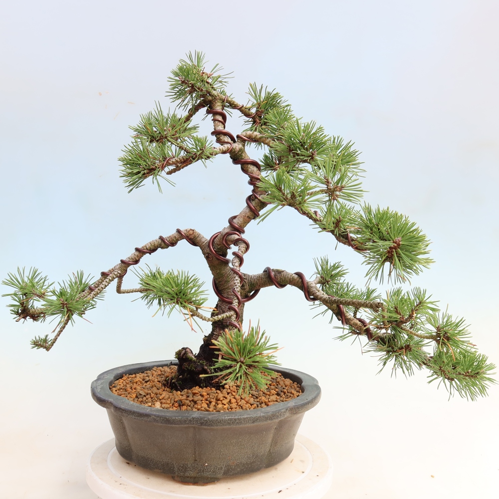 Bonsai voor buiten - Pinus mugo Humpy  - Bergden