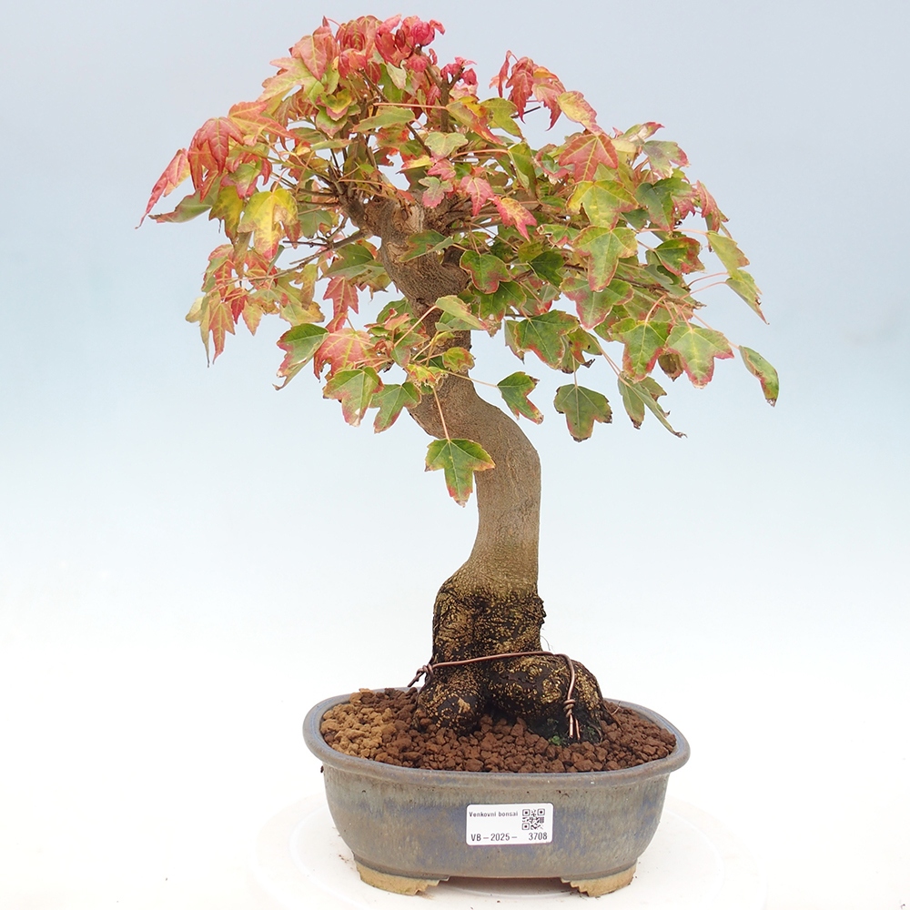 Bonsai voor buiten - Acer Buergerianum - Burgeresdoorn