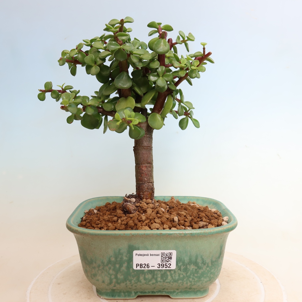 Kamerbonsai - Portulakaria Afra - Tlustice