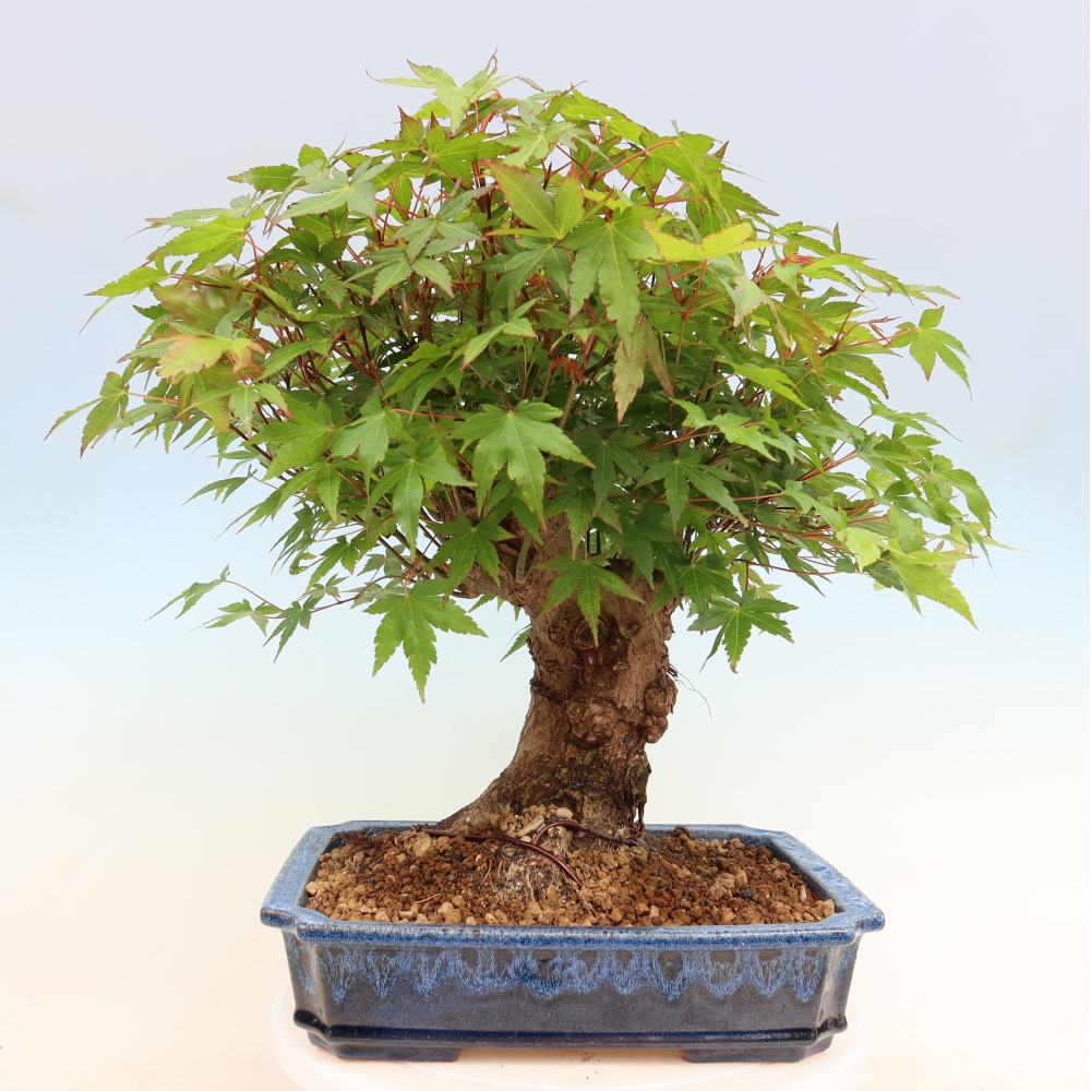 Bonsai voor buiten - Esdoorn Burger - Acer Burgerianum
