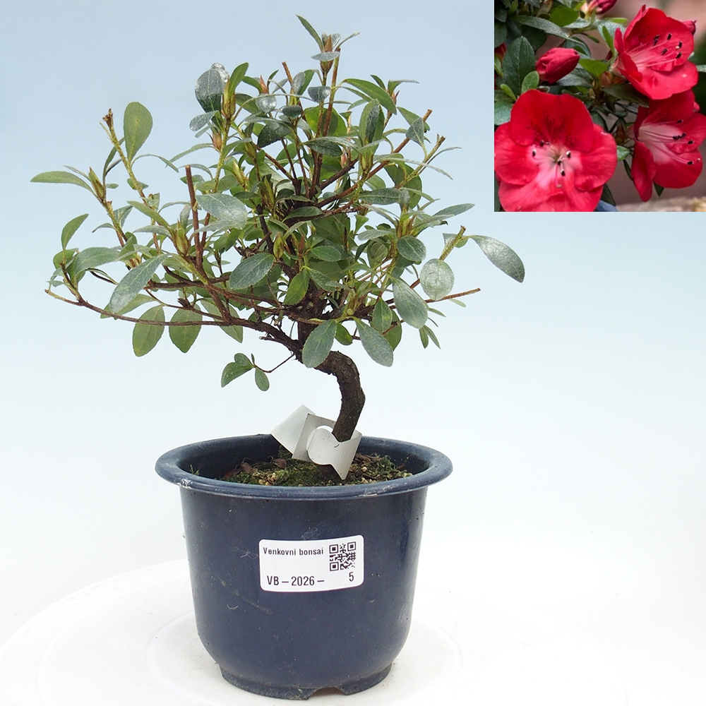 Bonsai voor buiten - Japanse Azalea - Azalea Benibeni