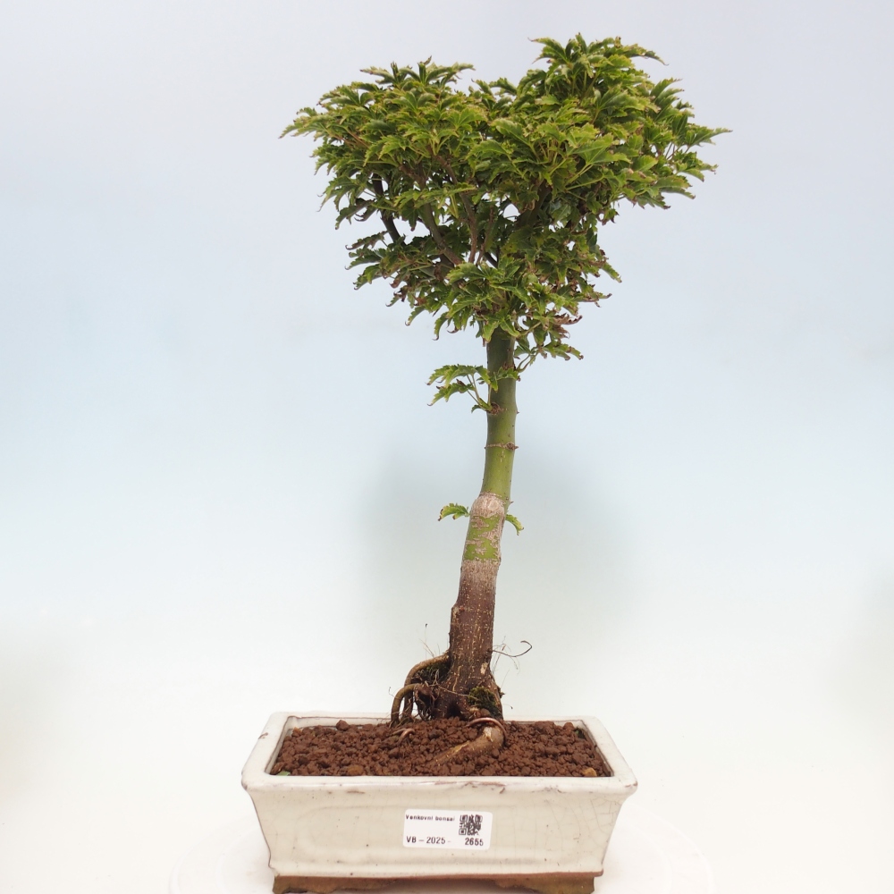 Bonsai voor buiten -Javor palm Acer palmatum Shishigashira