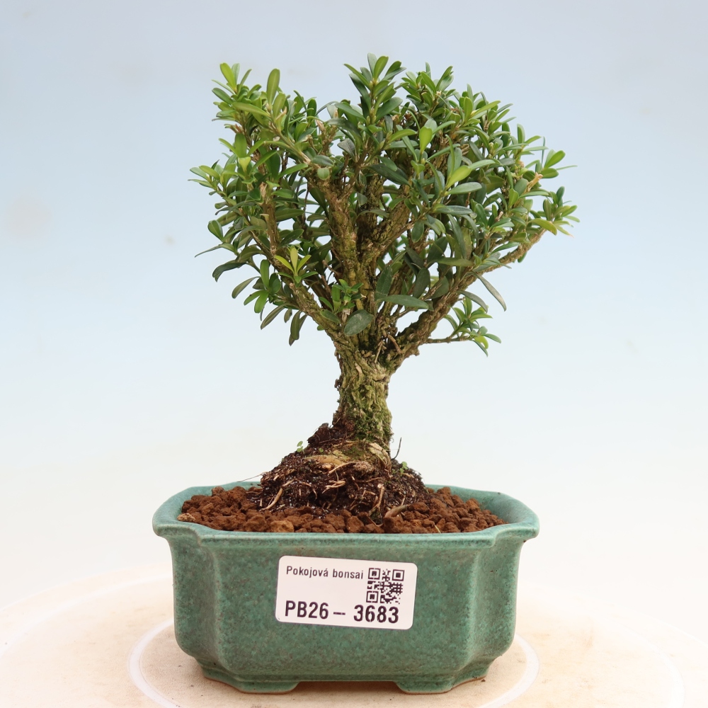 Kamerbonsai - Buxus harlandii - kurk buxus