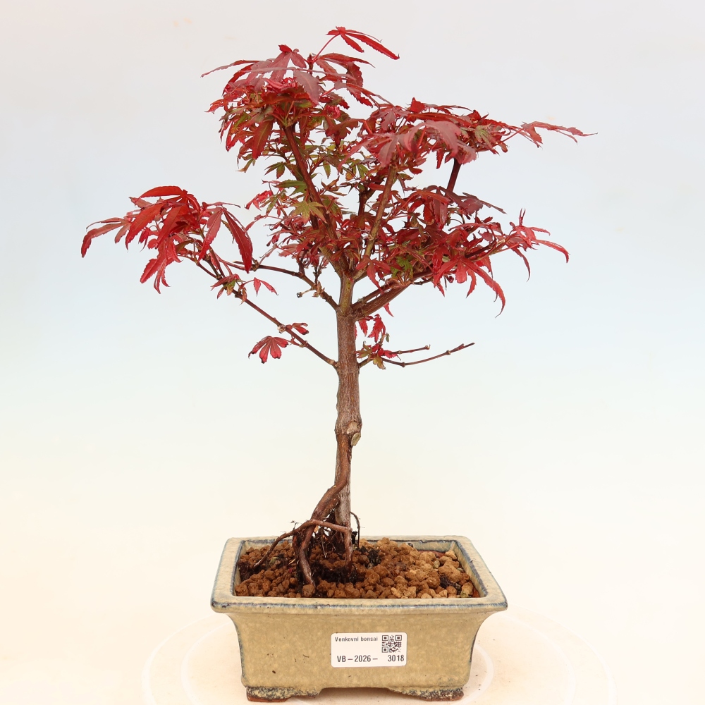 Buitenbonsai - Palmbladige esdoorn  - Acer palmatum Berry Broom 