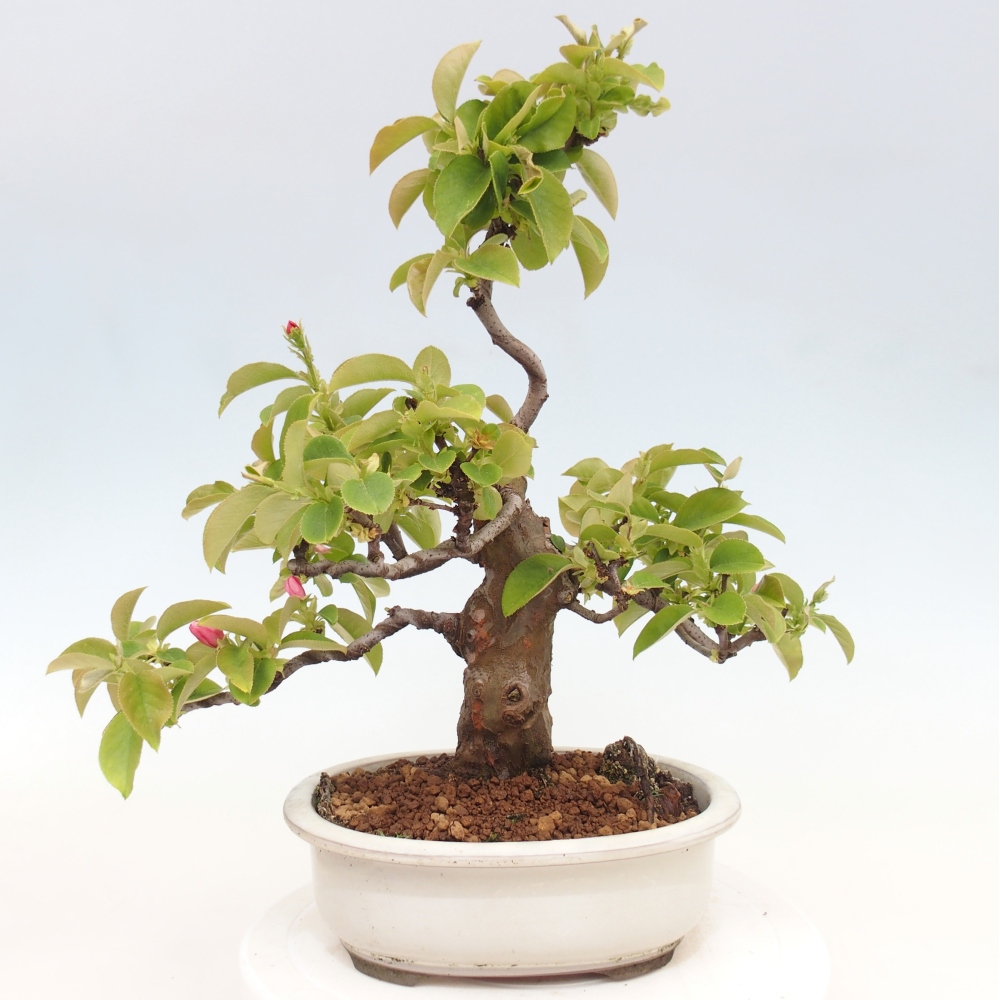 Bonsai voor buiten - Pseudocydonia sinensis - Chinese kweepeer