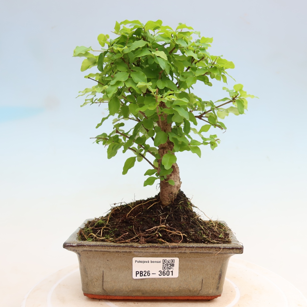 Kamerbonsai -Ligustrum chinensis - Vogelsnavel