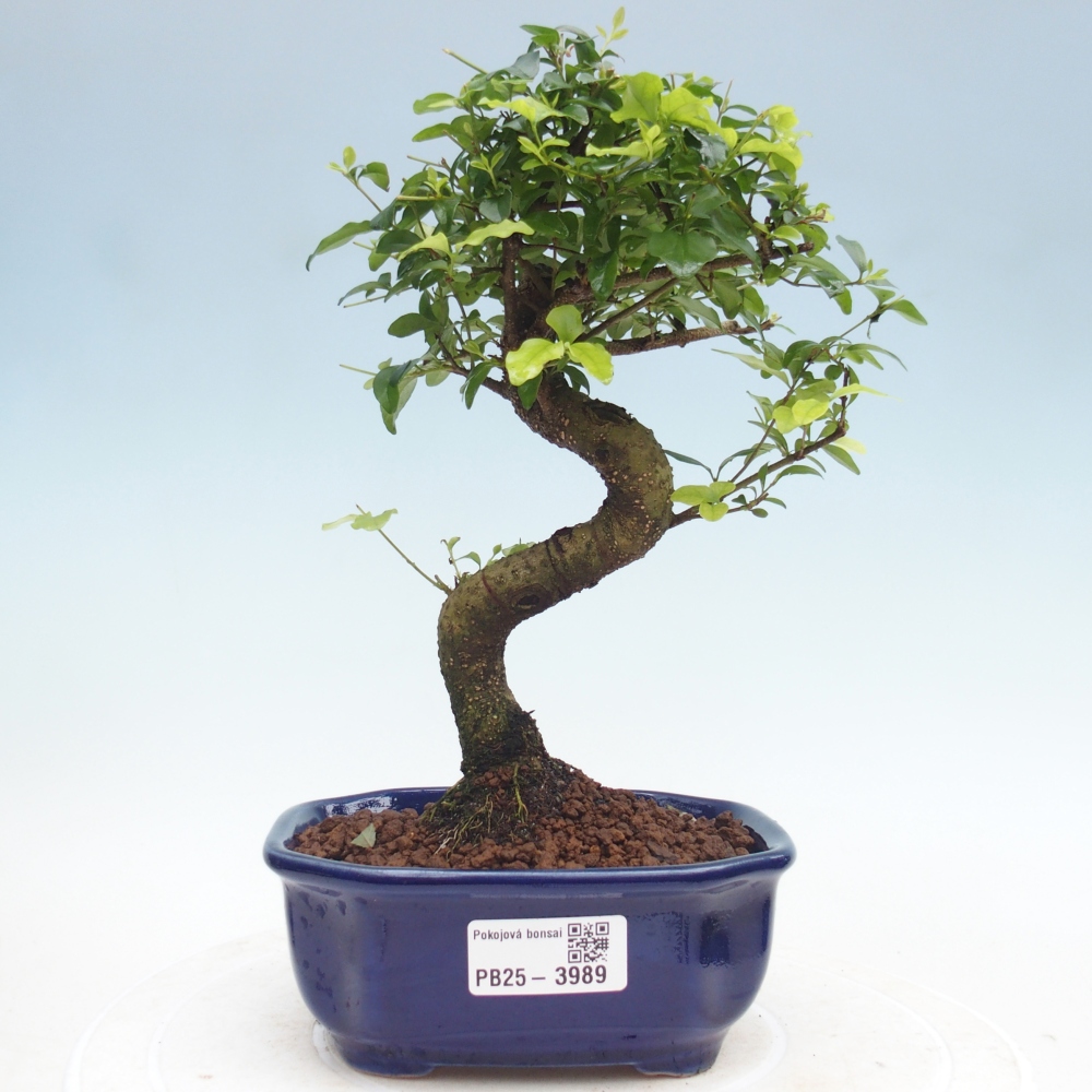Kamerbonsai -Ligustrum chinensis - Vogelsnavel