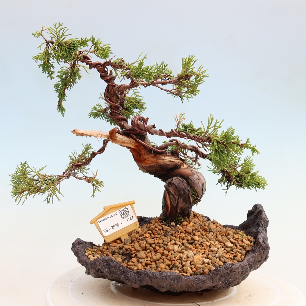 Bonsai voor buiten - Juniperus chinensis Itoigawa-Juniperus chinensis