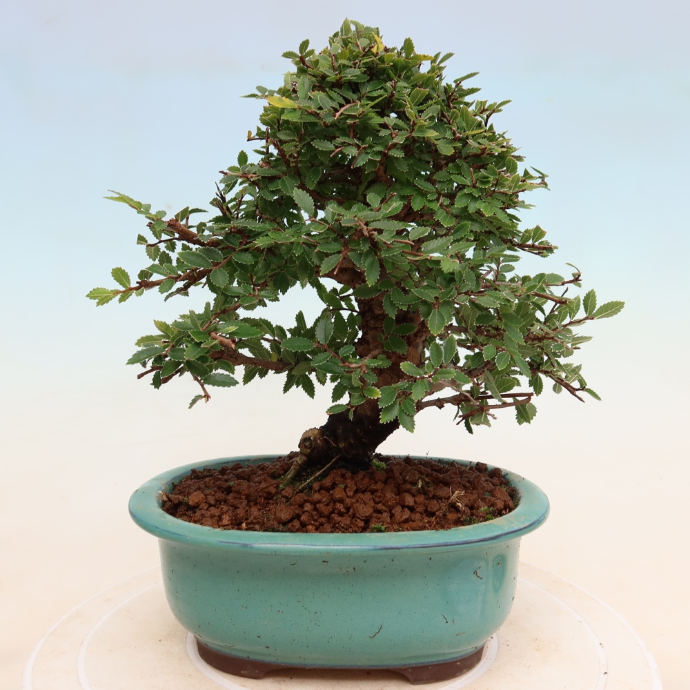 Bonsai voor buiten - Zelkova - Zelkova NIRE