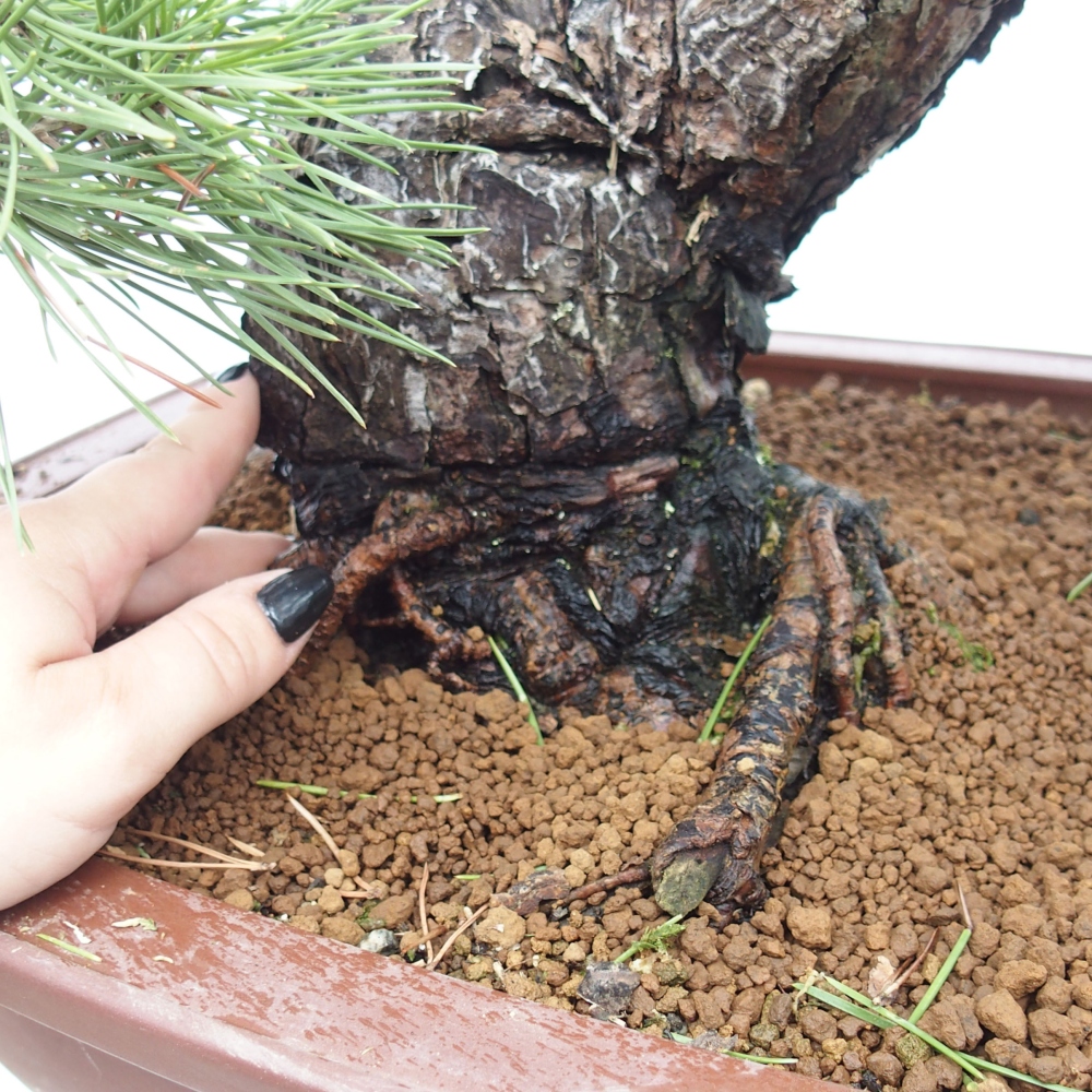 Bonsai voor buiten - Pinus thunbergii - Thunberg den