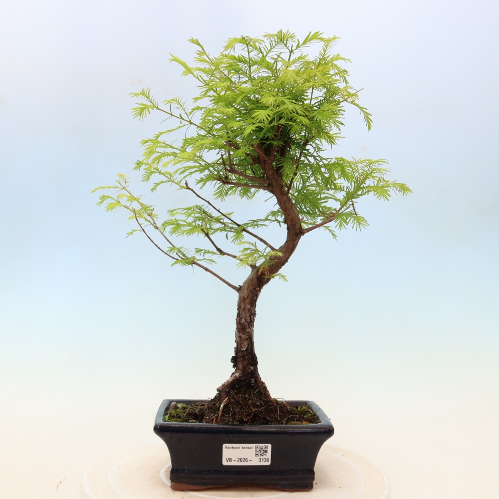 Bonsai voor buiten - Metasequoia glyptostroboides - Chinese Metasequoia