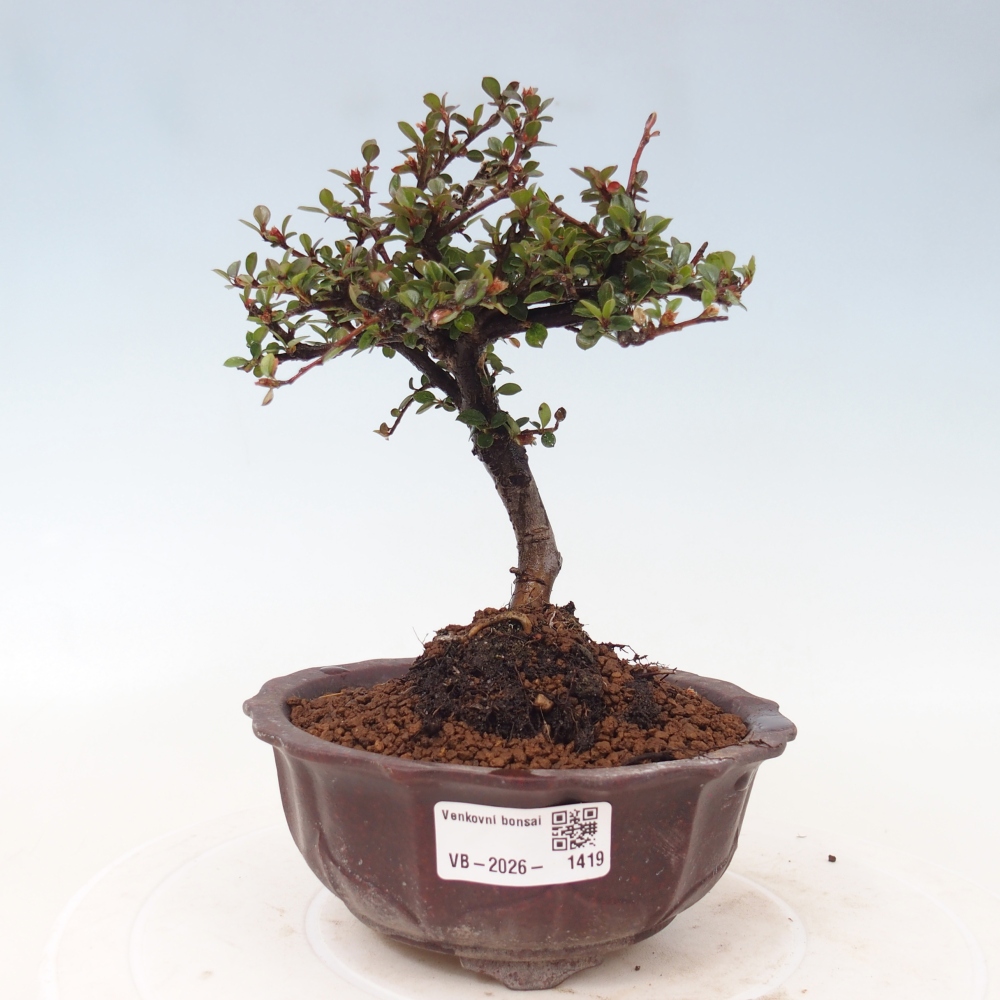 Bonsai voor buiten - Cotoneaster horizontalis - Rocky Mountain