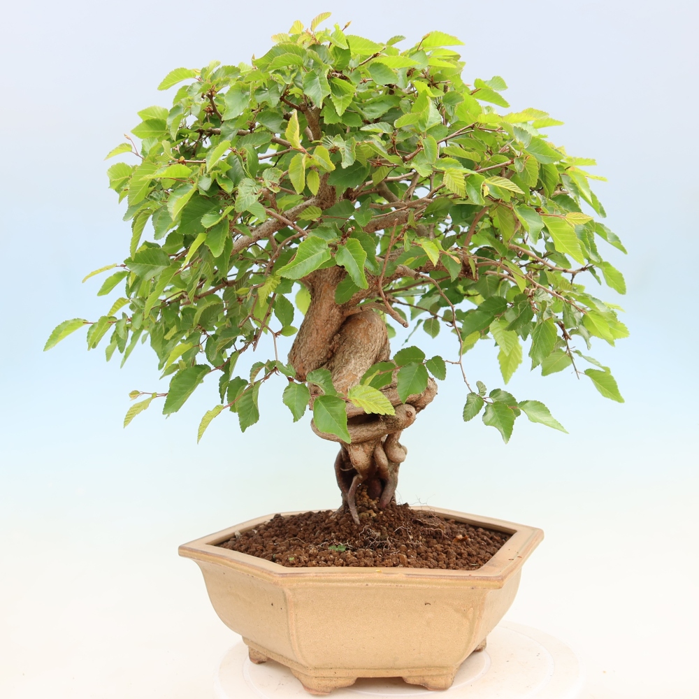 Bonsai voor buiten -Carpinus Coreana - Koreaanse haagbeuk
