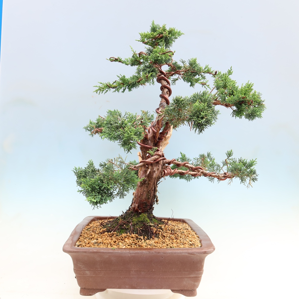 Bonsai voor buiten - Juniperus chinensis Kishu