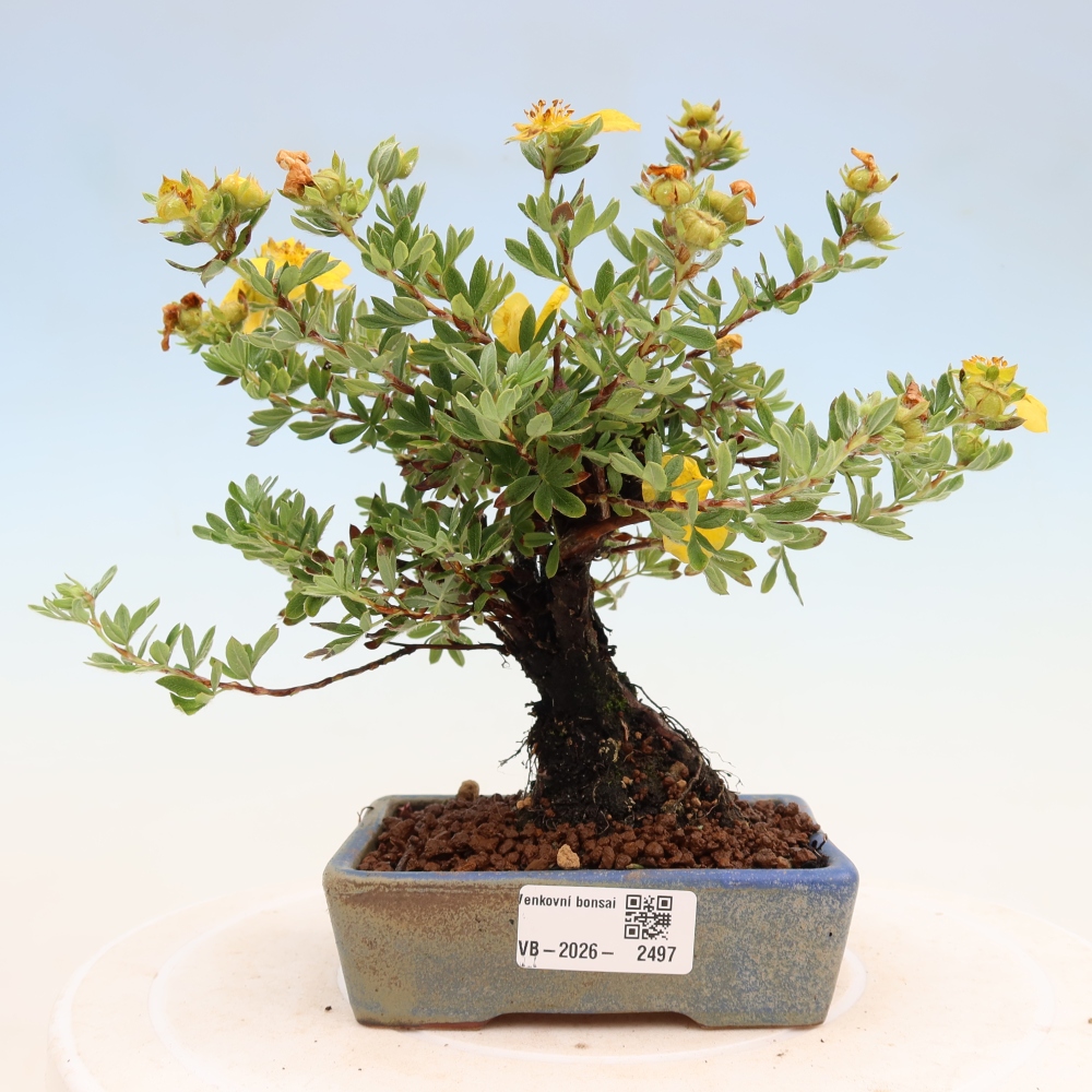 Bonsai voor buiten - Potentila fruticosa