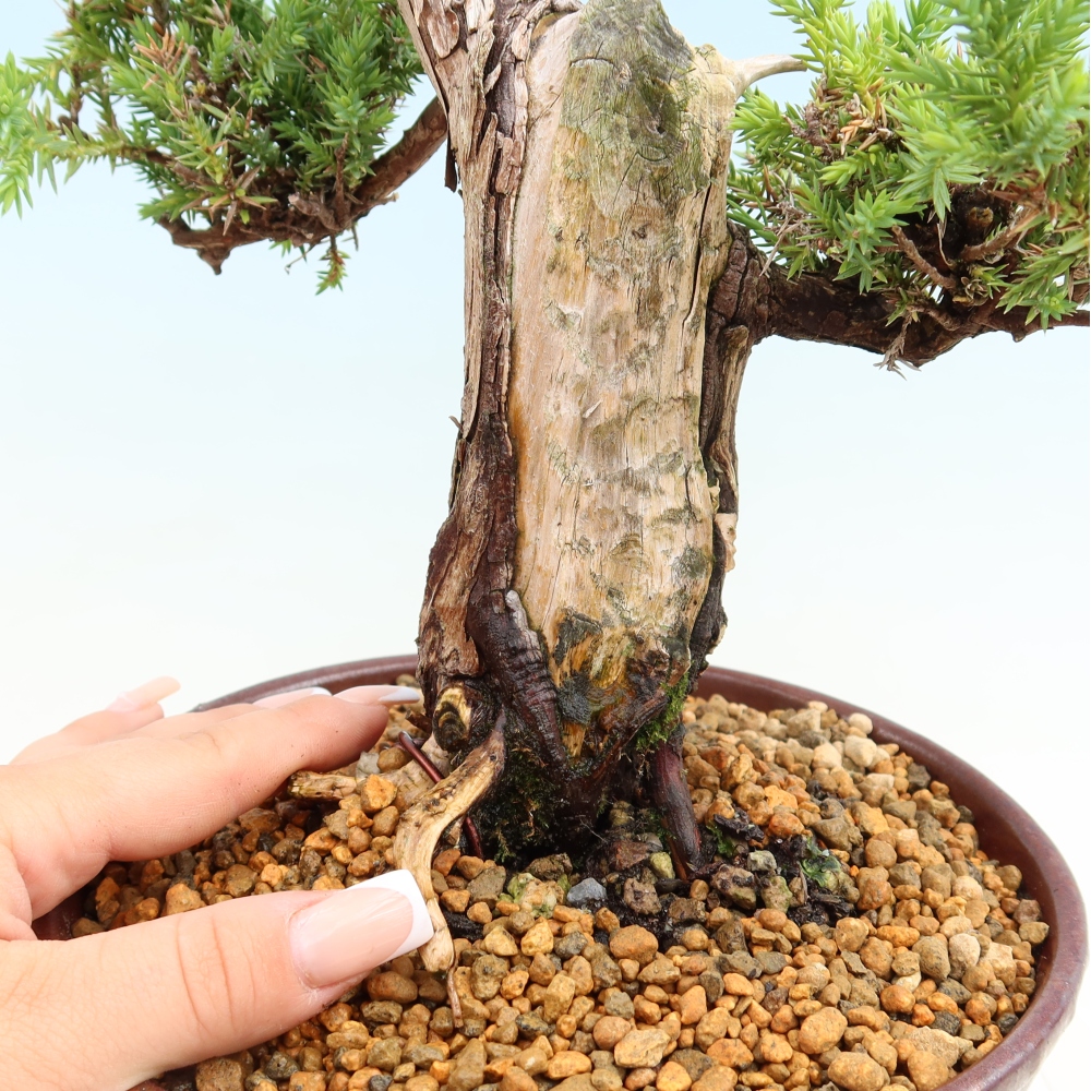 Bonsai voor buiten - Juniperus squamata – Schilferjeneverbes