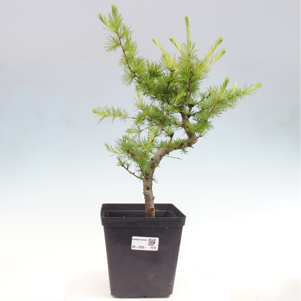 Bonsai voor buiten -Larix decidua - Lariks