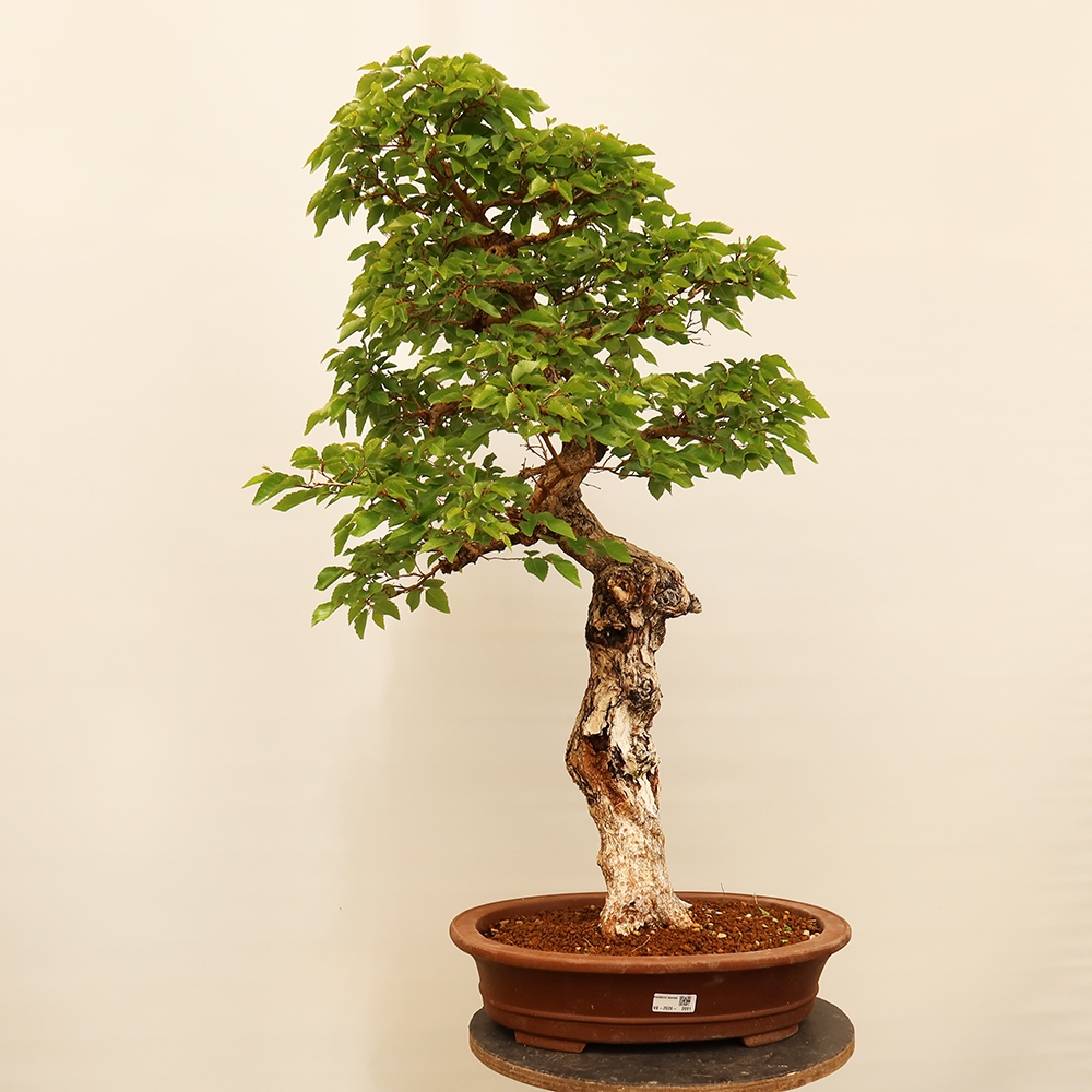 Bonsai voor buiten -Carpinus Coreana - Koreaanse haagbeuk