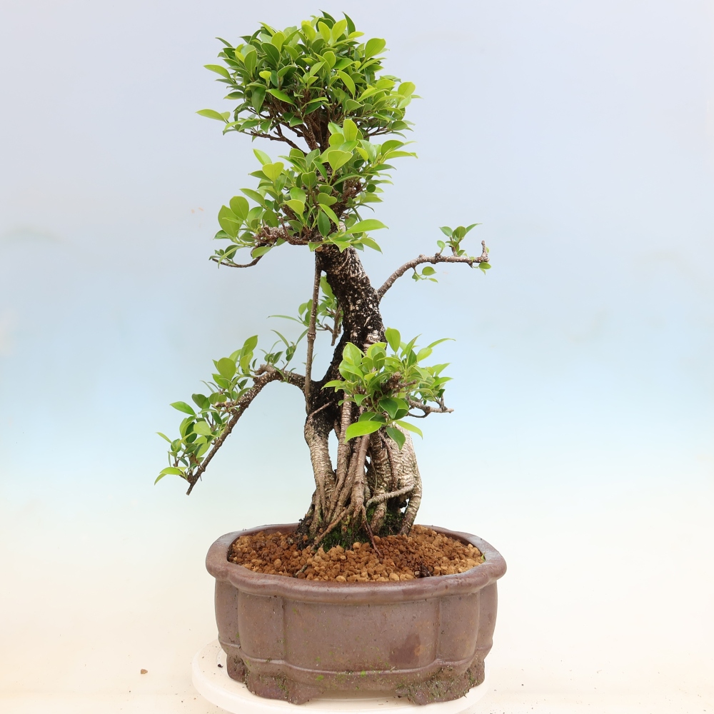 Kamerbonsai - Ficus kimmen - kleinbladige ficus
