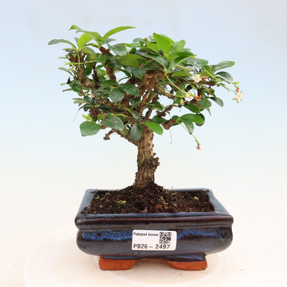 Kamerbonsai - Carmona macrophylla - Thee fuki