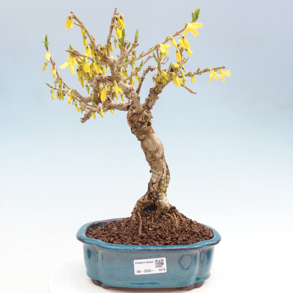 Bonsai voor buiten - Zlatice - Forsythia koreana