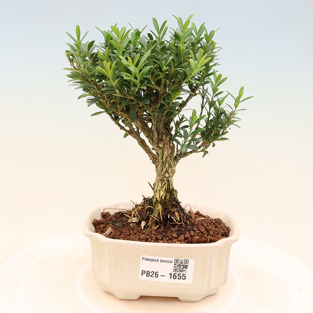Kamerbonsai - Buxus harlandii - kurk buxus