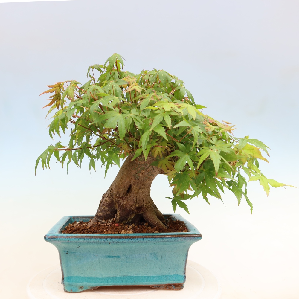 Bonsai voor buiten - Esdoorn Burger - Acer Burgerianum