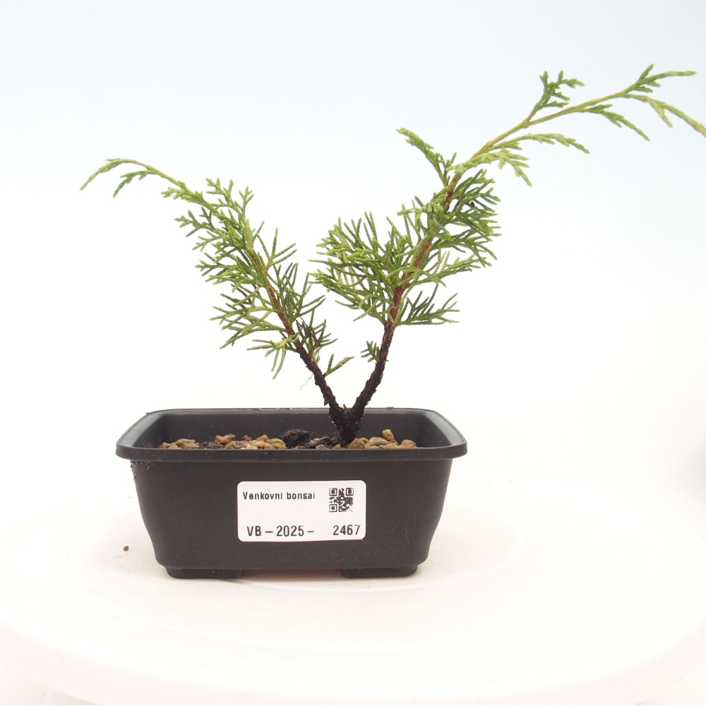 Bonsai voor buiten - Juniperus chinensis Itoigawa
