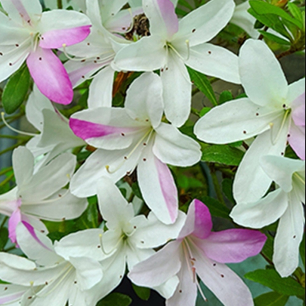 Bonsai voor buiten - Japanse Azalea - Azalea Yukigesho