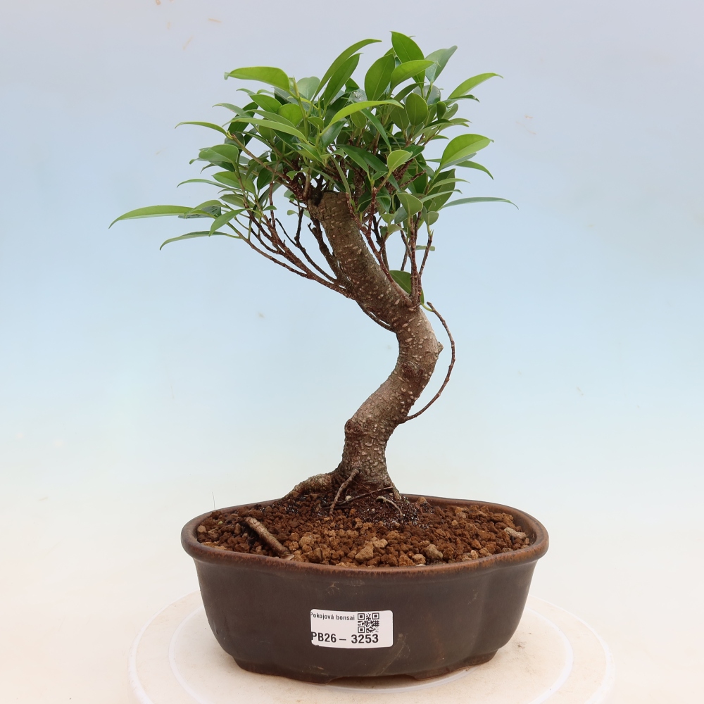 Kamerbonsai - Ficus kimmen - kleinbladige ficus