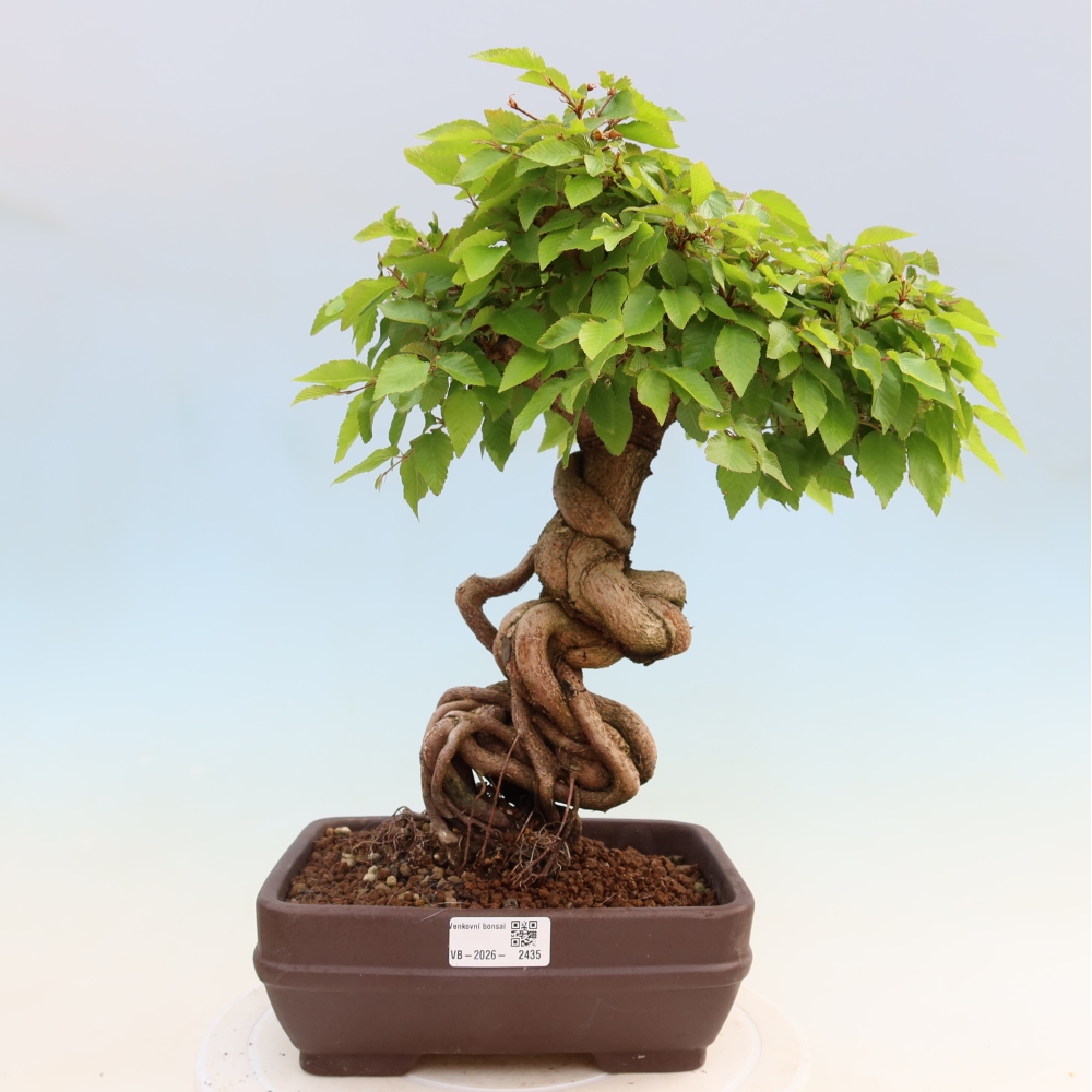 Bonsai voor buiten -Carpinus Coreana - Koreaanse haagbeuk