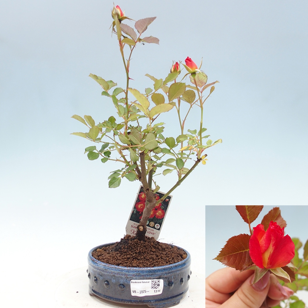 Bonsai voor buiten - Rosa Kordes - roos