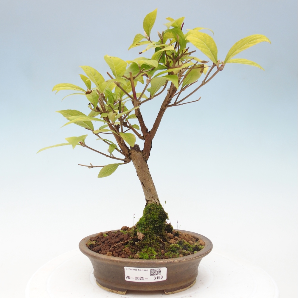 Bonsai voor buiten - Callicarpa japonica