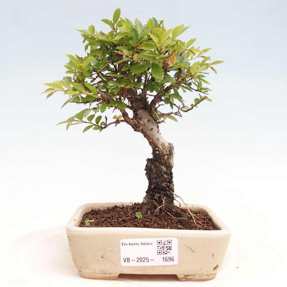 Bonsai voor buiten - Zelkova - Zelkova NIRE