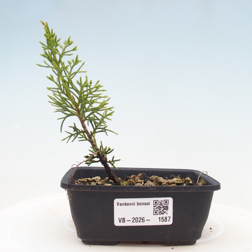 Bonsai voor buiten - Juniperus chinensis Itoigawa
