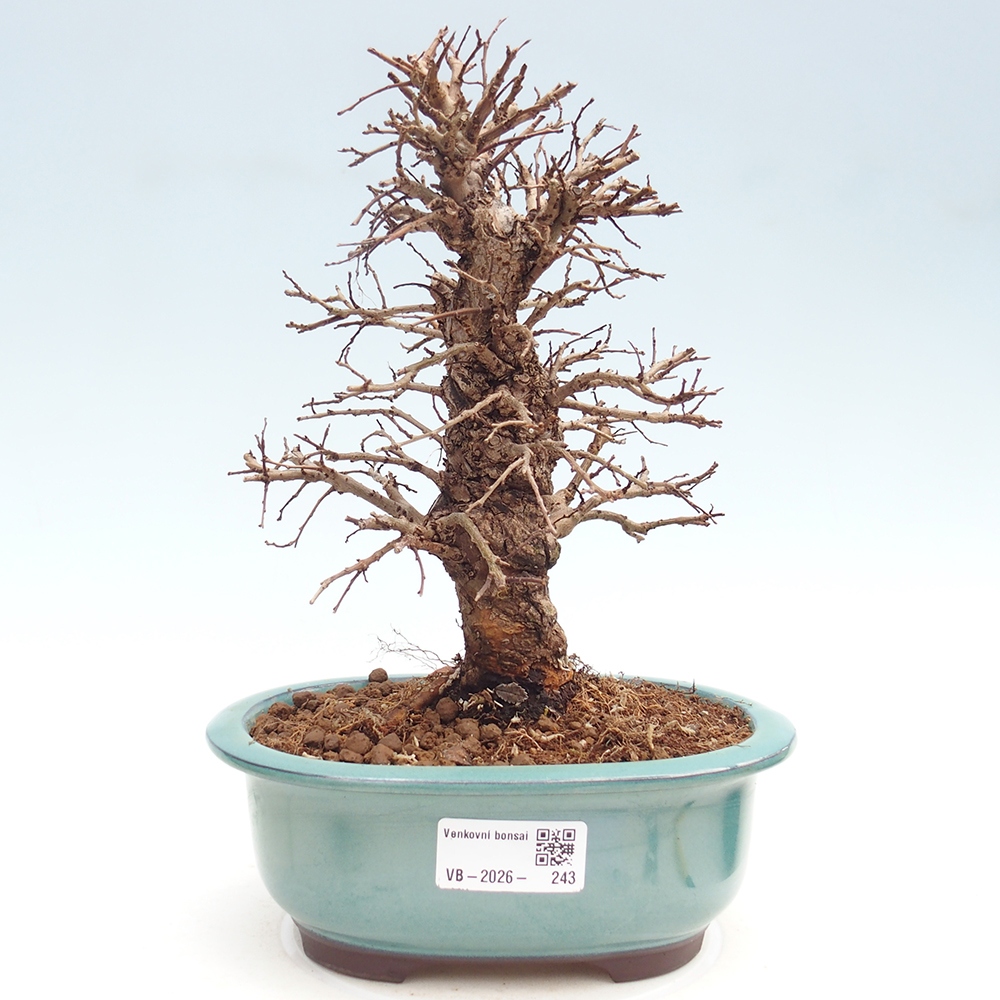 Bonsai voor buiten - Zelkova - Zelkova NIRE