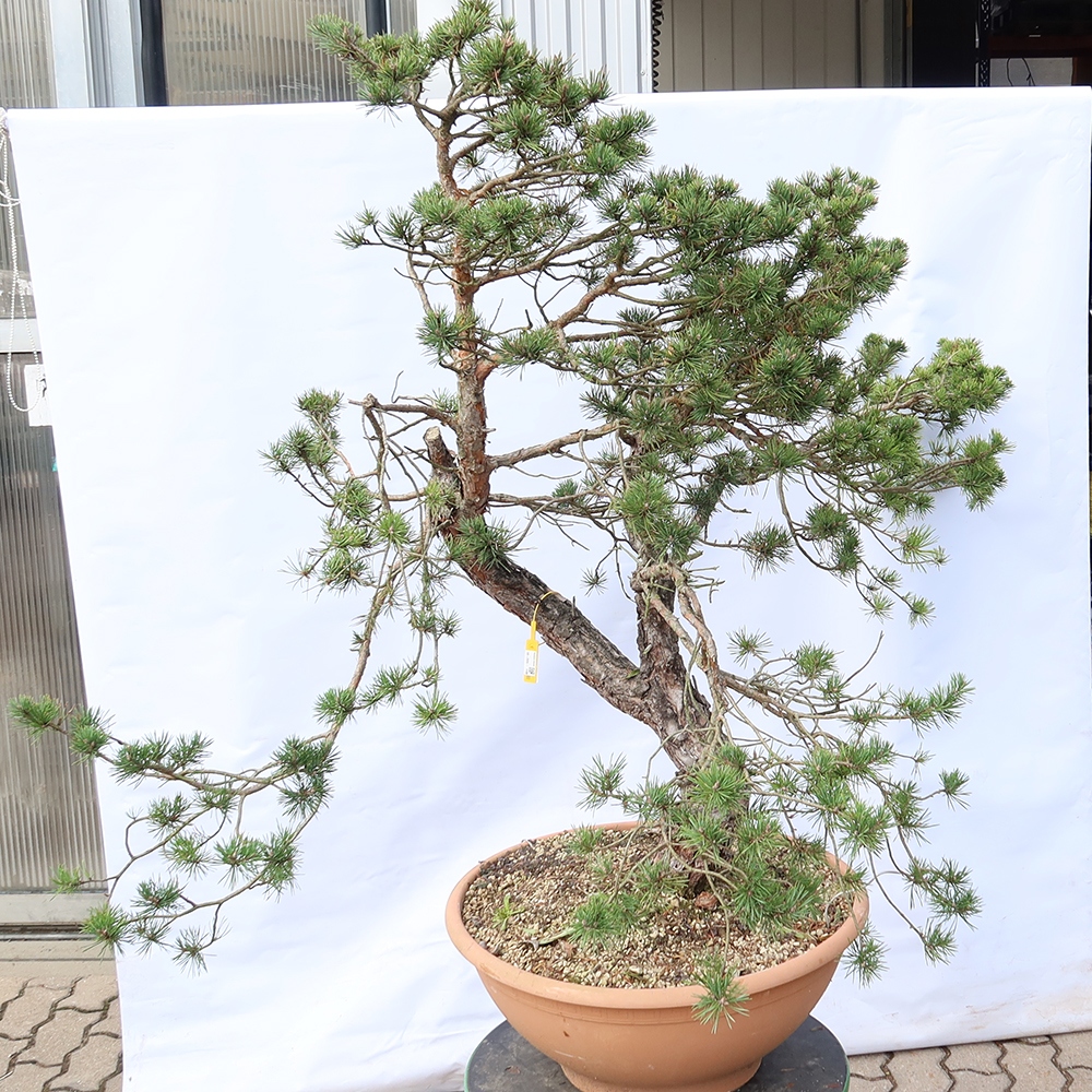 Pinus sylvestris Spanje - grove den