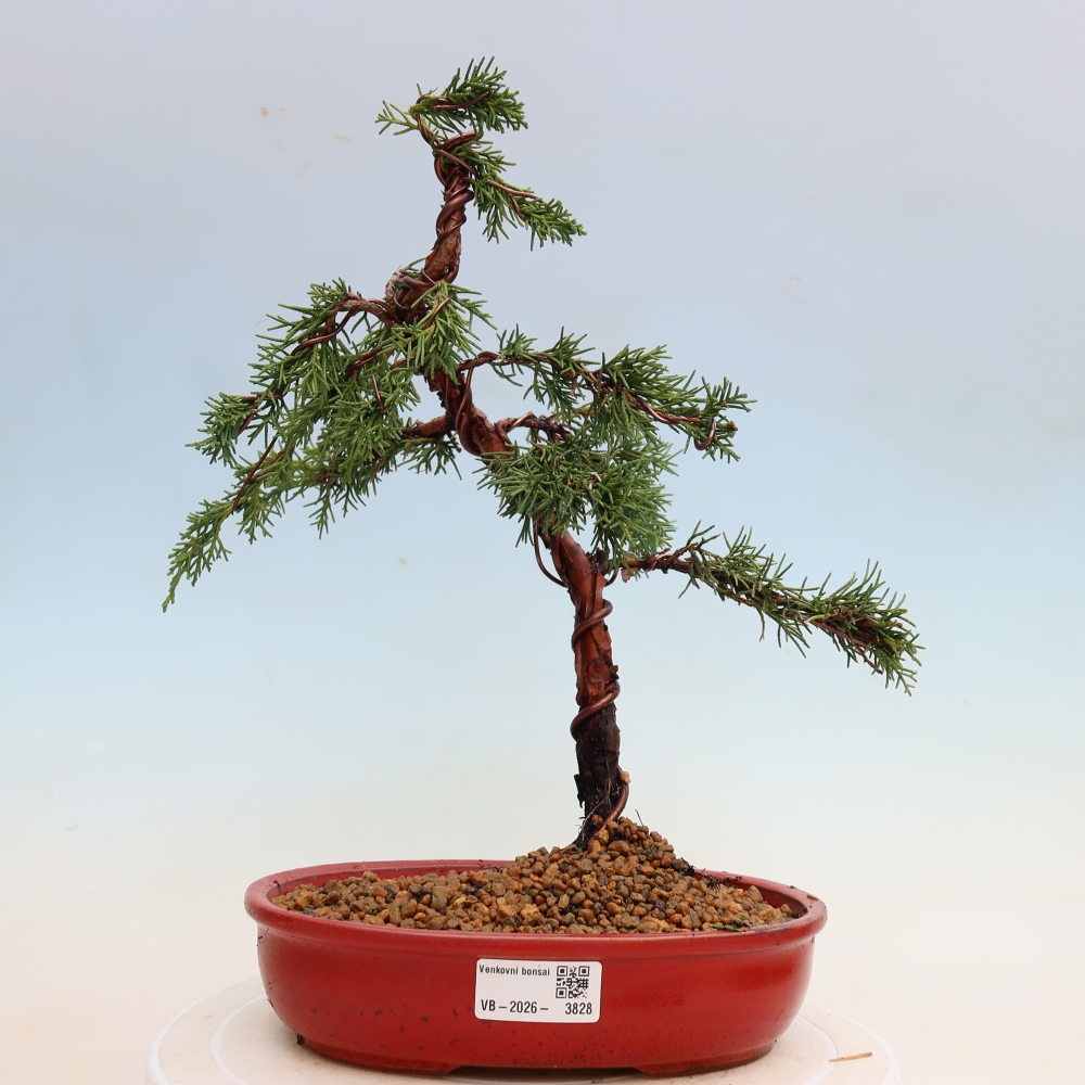 Bonsai voor buiten - Juniperus chinensis Kishu