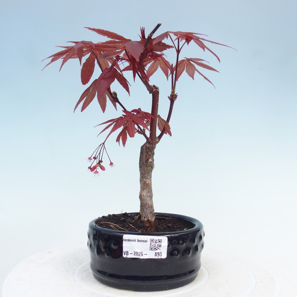 Bonsai voor buiten - Acer palm. Atropurpureum-Javorpalm