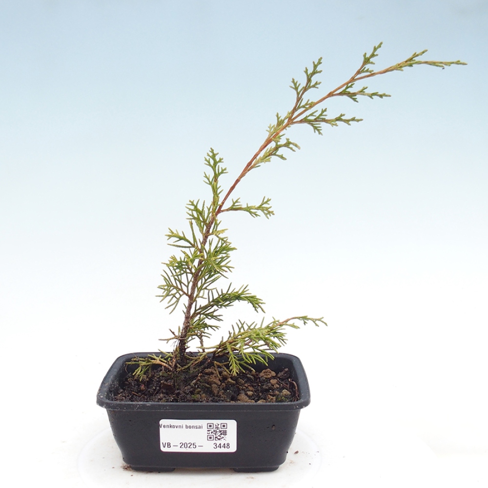 Bonsai voor buiten - Juniperus chinensis Itoigawa