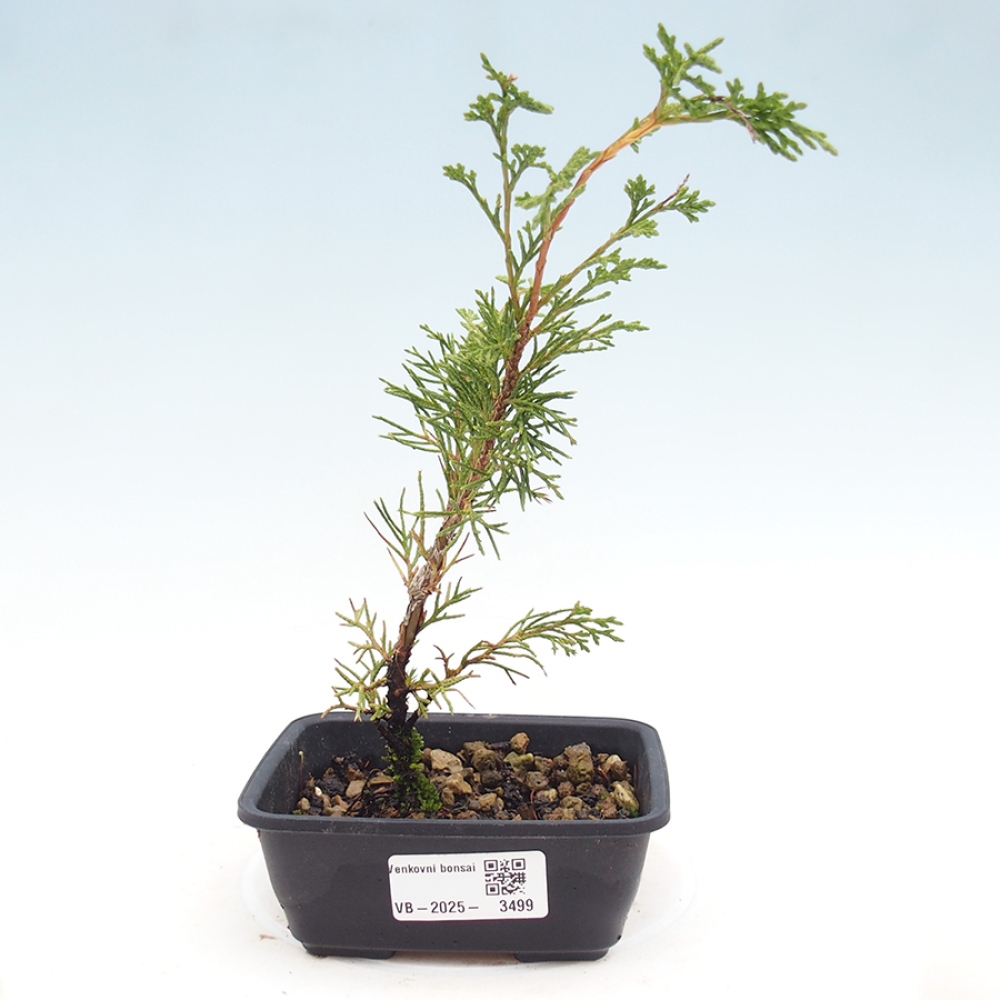 Bonsai voor buiten - Juniperus chinensis Itoigawa