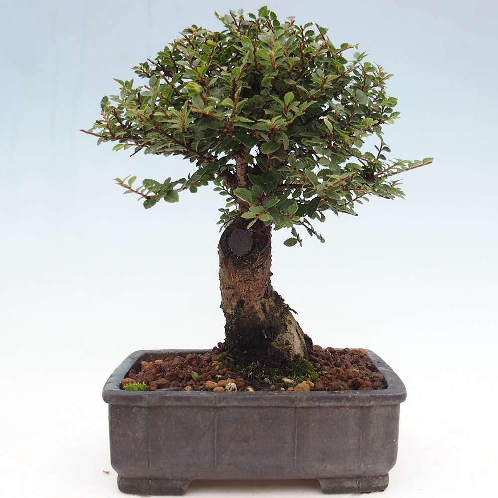Bonsai voor buiten - Ulmus parvifolia Hokkaido - Chinese iep