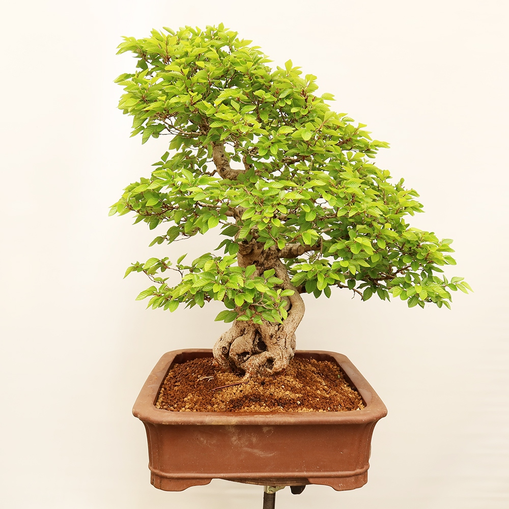Bonsai voor buiten -Carpinus Coreana - Koreaanse haagbeuk
