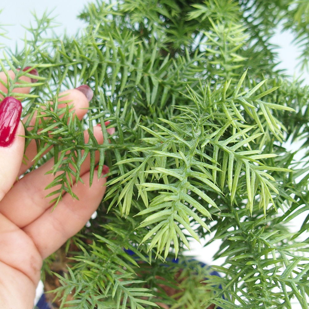 Kamerbonsai - Araucaria - kamer spar