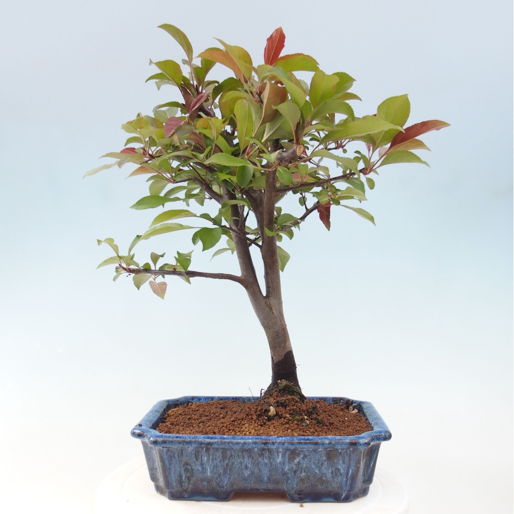 Bonsai voor buiten -Malus domestica - Roodbladige appelboom met kleine vruchten