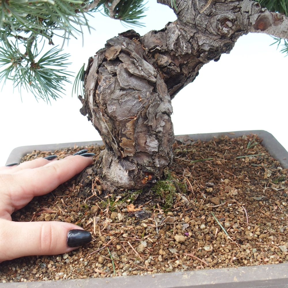Bonsai voor buiten - Pinus parviflora - Pinus parviflora