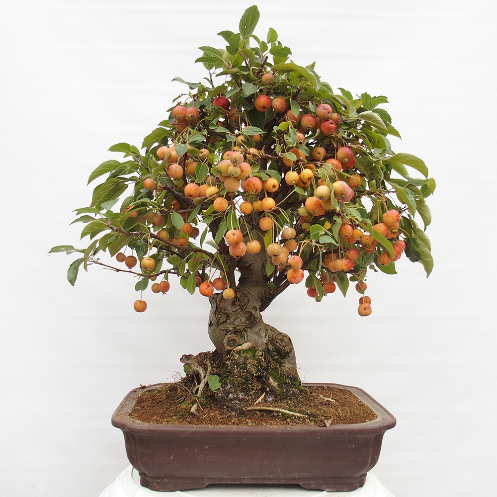 Bonsai voor buiten -Malus halliana - Appelboom met kleine vruchten