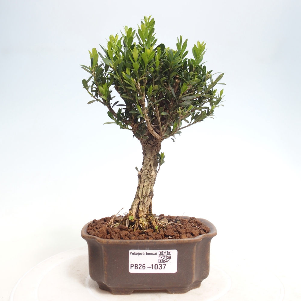 Kamerbonsai - Buxus harlandii - kurk buxus