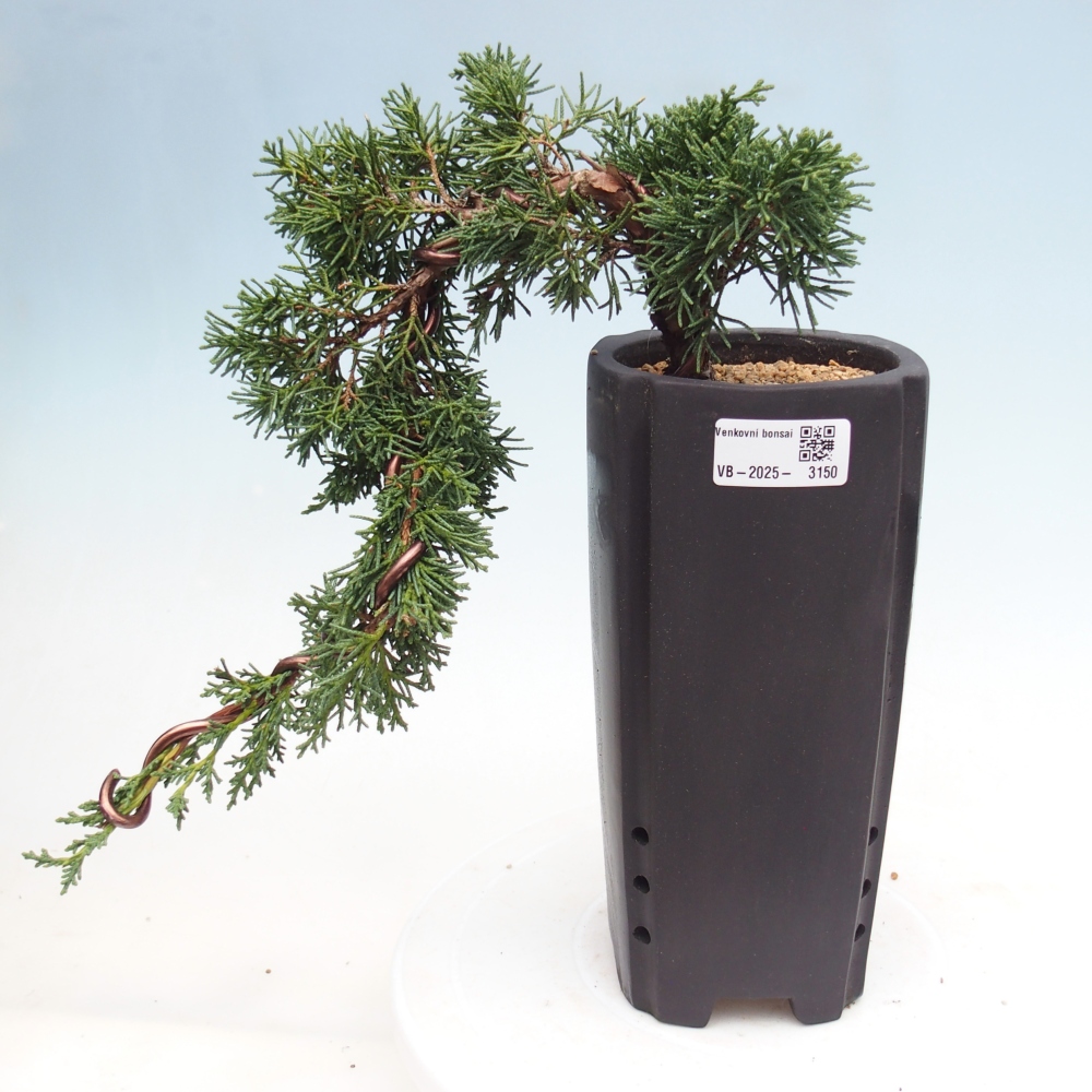 Bonsai voor buiten - Juniperus chinensis Kishu